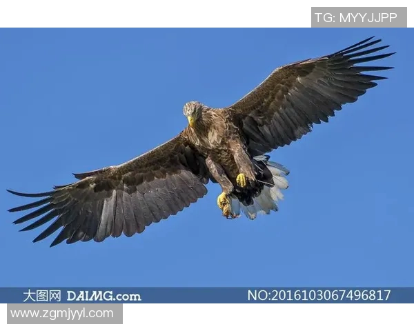 在绿茵场上翱翔的足球明星如同自由飞翔的鸟儿